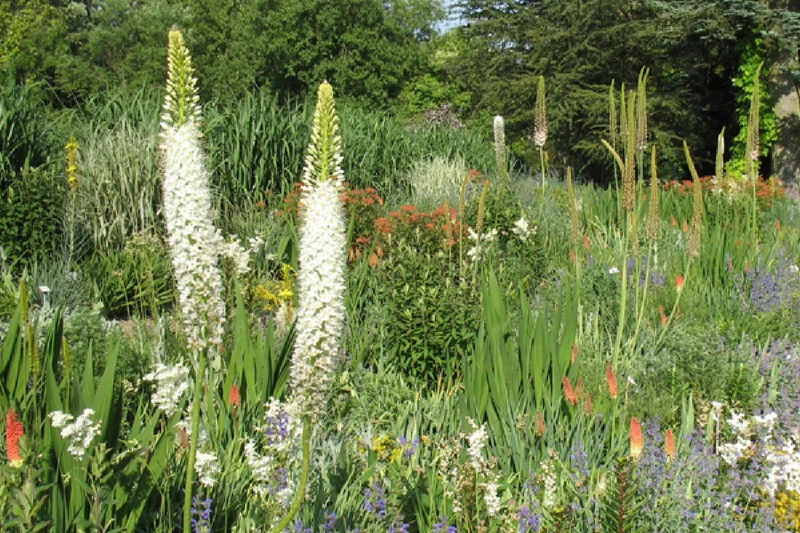 Eremurus himalaicus (Himalaya-Steppenkerze)