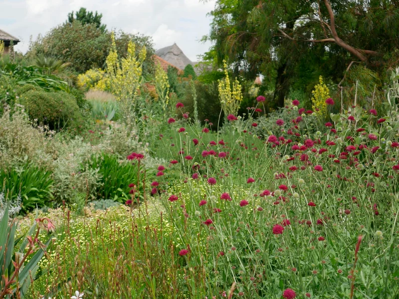 Knautia macedonica (Witwenblume)