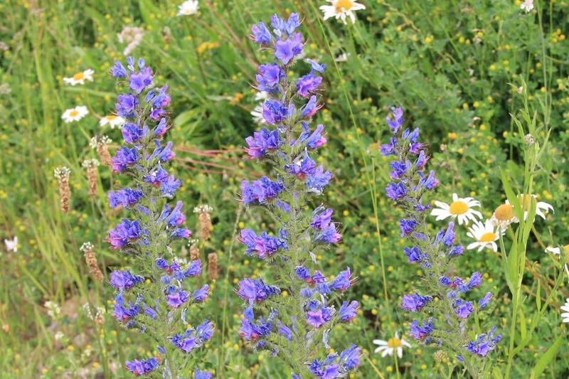 Echium vulgare (Gewöhnlicher Natternkopf)