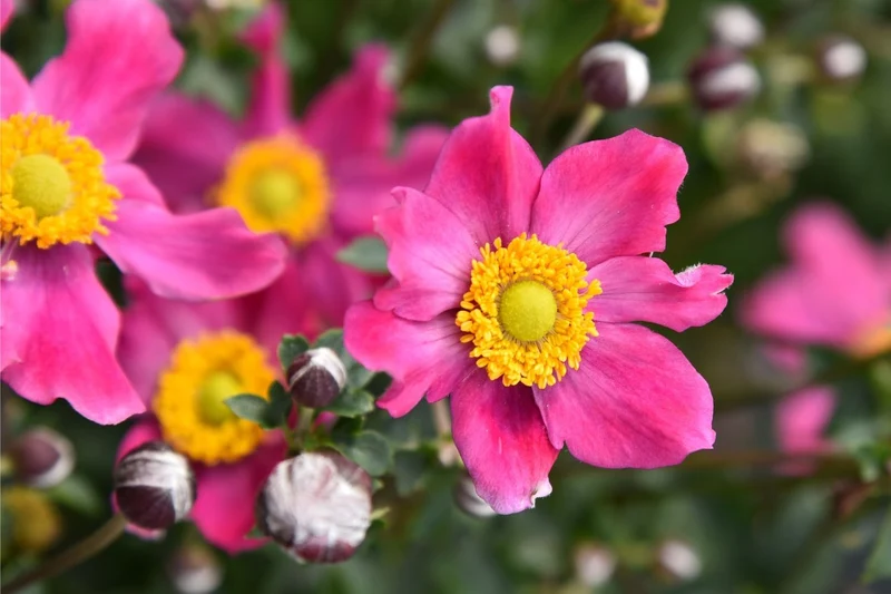 Anemone 'Summer Breeze Vibrant Pink' (Herbstanemone)