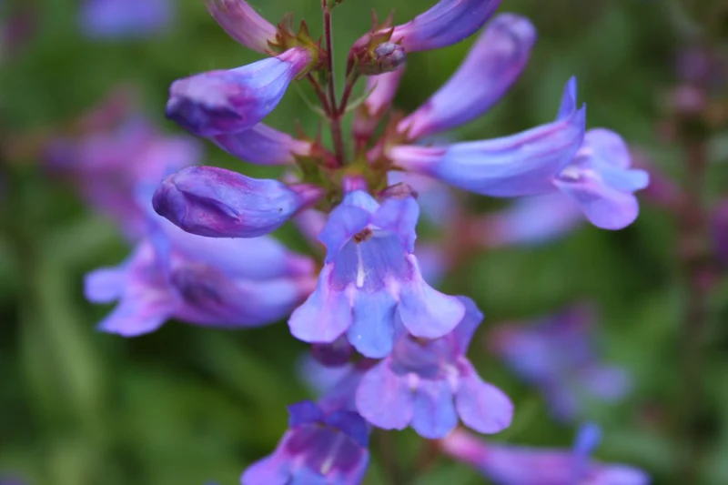 Penstemon 'Catherine de la Mere' (Bartfaden)