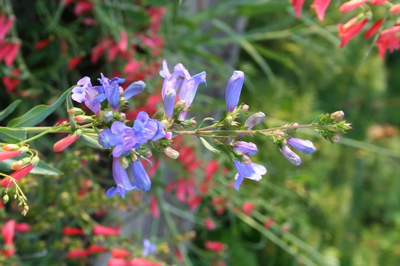 Penstemon 'Catherine de la Mere' (Bartfaden)