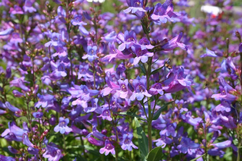 Penstemon 'Catherine de la Mere' (Bartfaden)