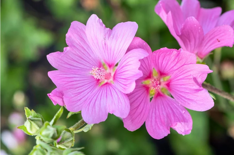 Lavatera 'Blushing Bride' (Strauchmalve)