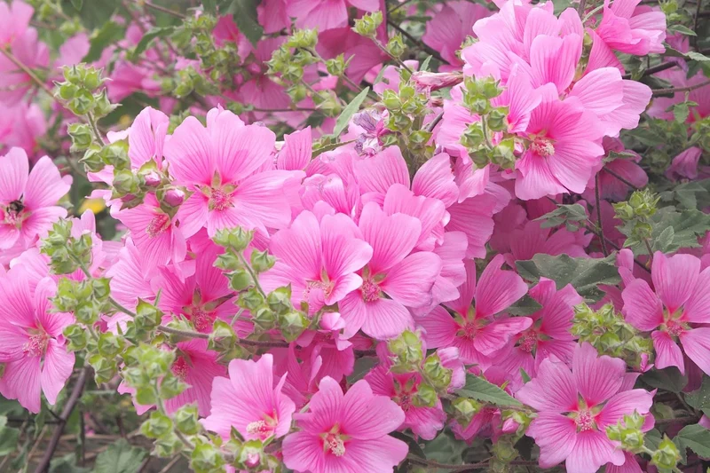 Lavatera 'Blushing Bride' (Strauchmalve)