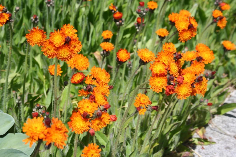 Hieracium aurantiacum (Habichtskraut)