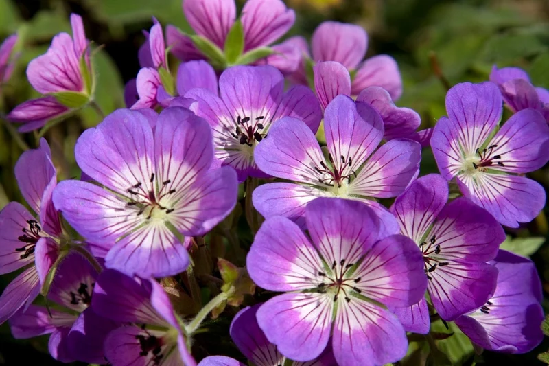 Geranium 'Sweet Heidy' (Garten-Storchschnabel)