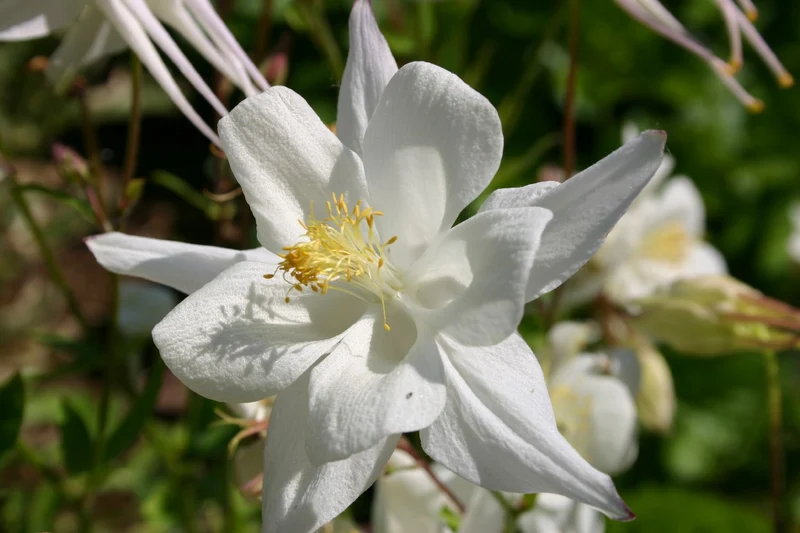 Aquilegia x caerulea 'Kristall' (Langspornige Garten-Akelei)