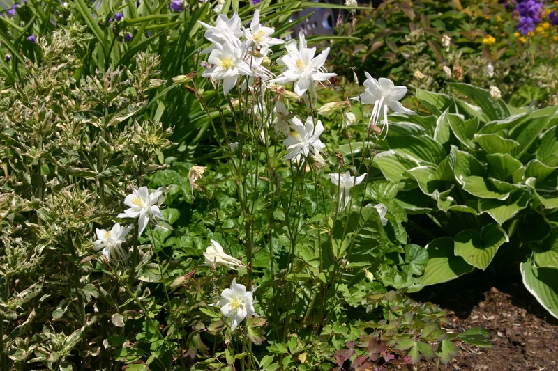 Aquilegia x caerulea 'Kristall' (Langspornige Garten-Akelei)