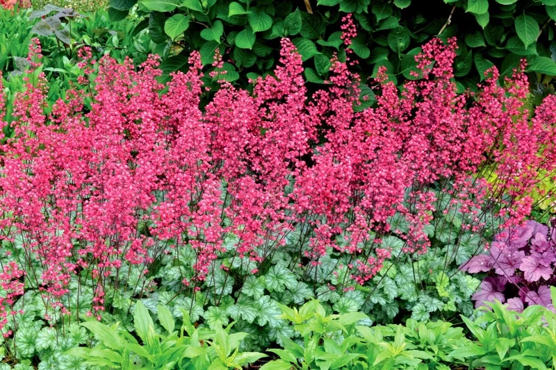 Heuchera 'Paris' (Purpurglöckchen)