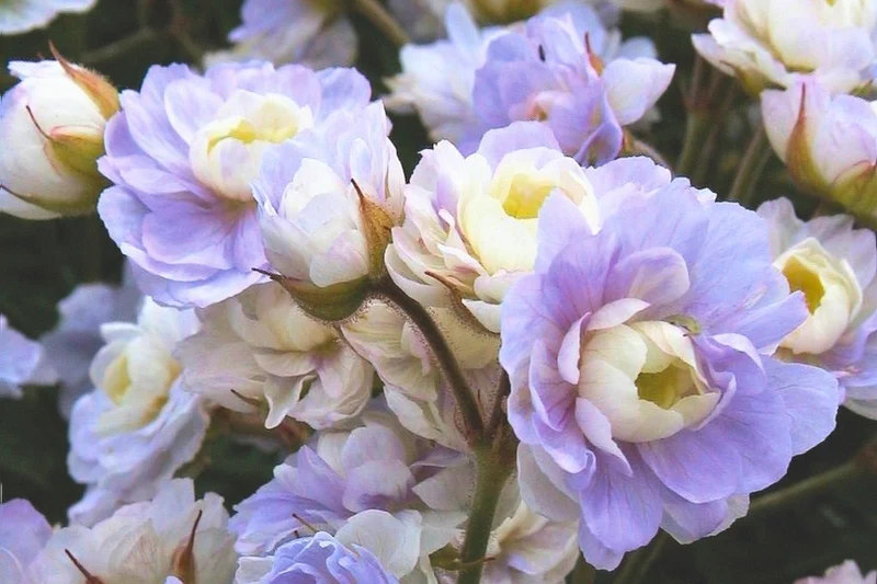 Geranium pratense 'Summer Skies' (Garten-Storchschnabel)