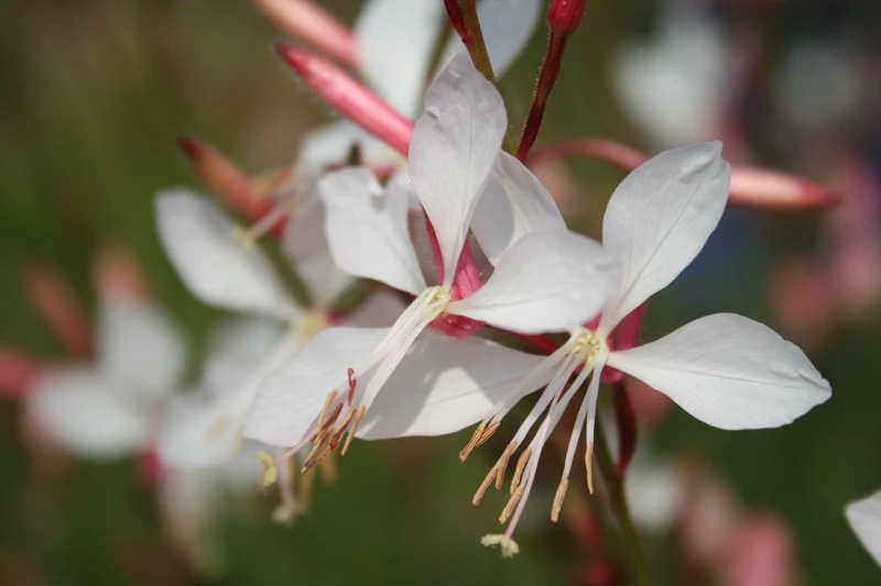 Gaura lindheimeri 'Summer Breeze' (Prachtkerze)