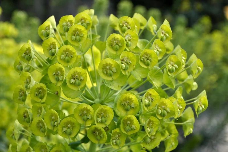 Euphorbia characias ssp. wulfenii (Mittelmeer-Wolfsmilch)