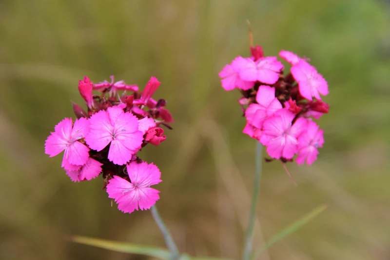 Dianthus carthusianorum (Kartäuser-Nelke)