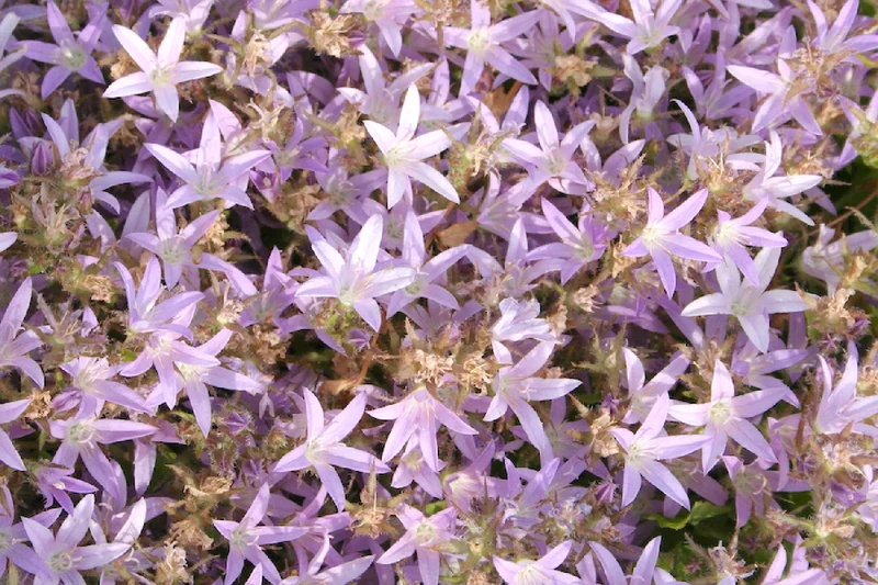 Campanula poscharskyana 'Lisduggan Variety' (Teppichglockenblume | Polsterglockenblume)