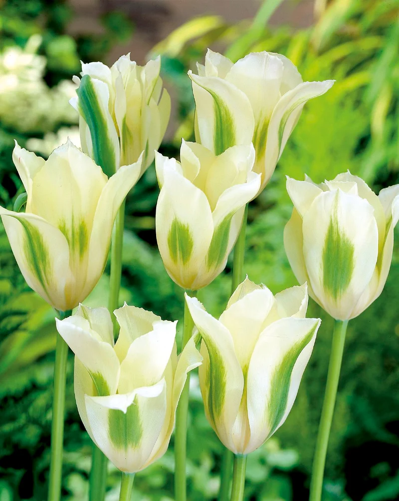 Tulipa viridiflora 'Spring Green' (Tulpe)