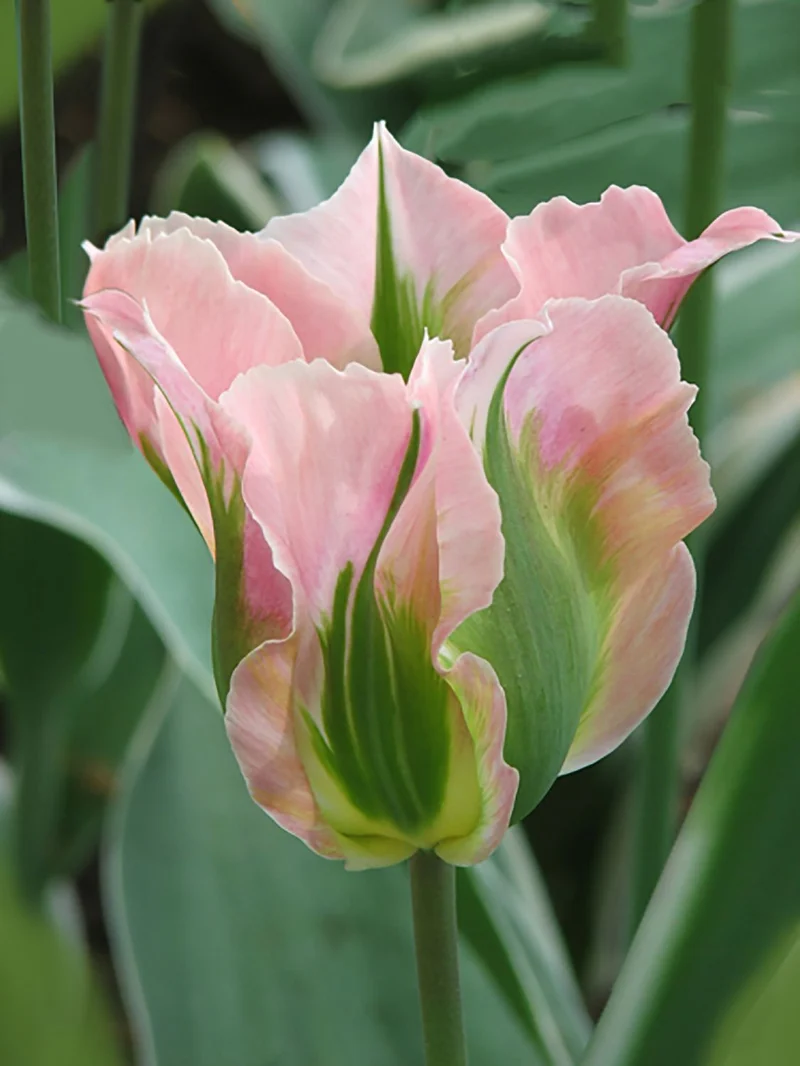Tulipa viridiflora 'China Town' (Viridiflora-Tulpe)