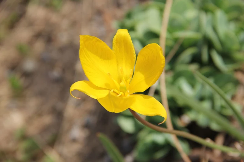 Tulipa sylvestris (Weinberg-Tulpe)