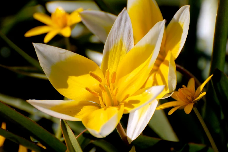 Tulipa tarda (Sterntulpe)