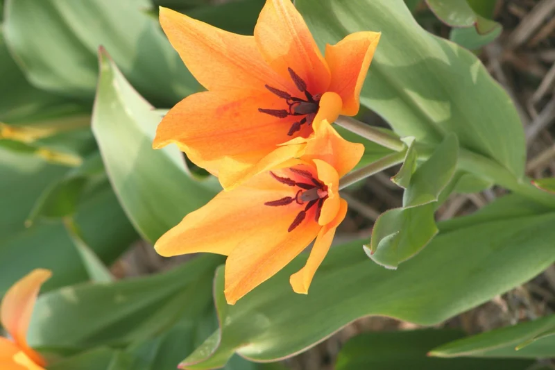 Tulipa praestans 'Shogun' (Mehrblütige Tulpe)