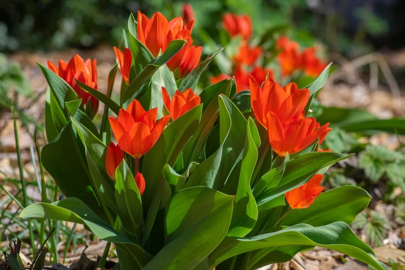Tulipa praestans 'Füsilier' (Mehrblütige Tulpe)