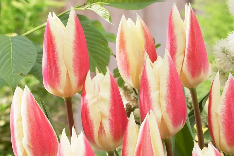 Tulipa kaufmanniana 'Hope' (Seerosen-Tulpe)