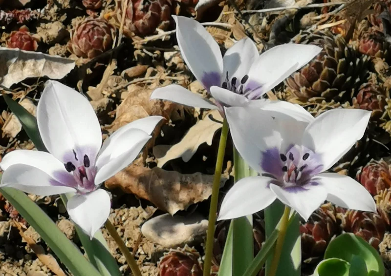 Tulipa humilis 'Alba' (Weiße Wildtulpe)