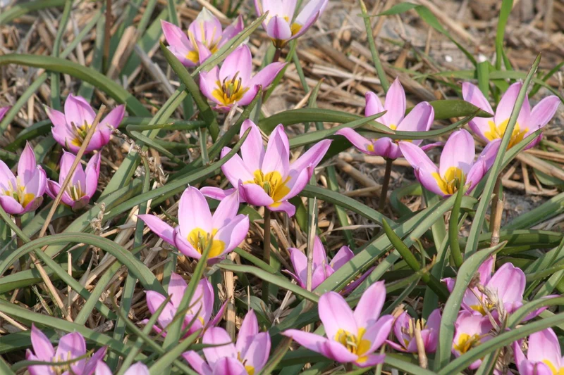 Tulipa humilis (Niedrige Tulpe)