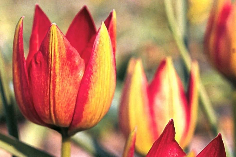 Tulipa hageri (Balkan-Tulpe)