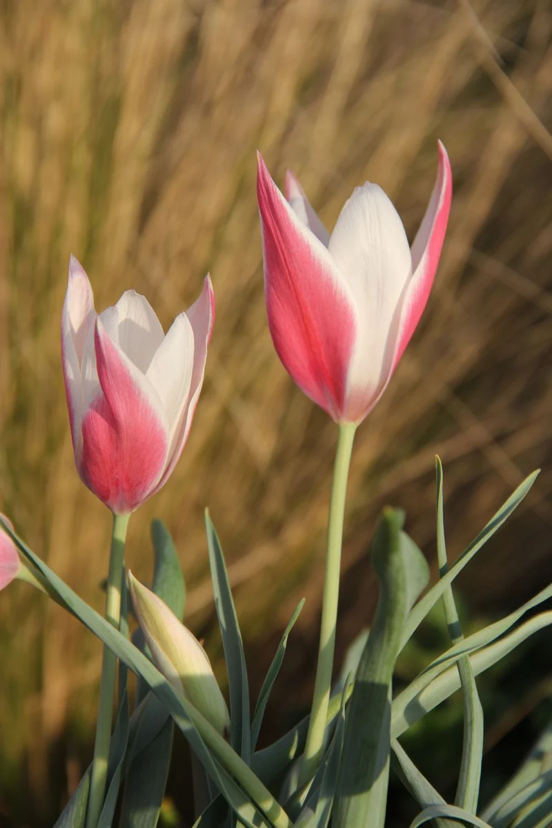 Tulipa clusiana 'Peppermint Stick' (Damen-Tulpe)