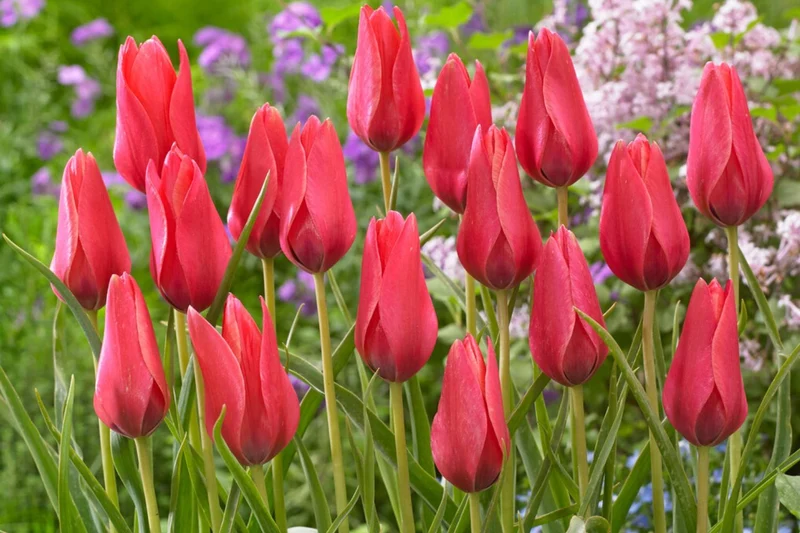 Tulipa clusiana 'Annika' (Damen-Tulpe)
