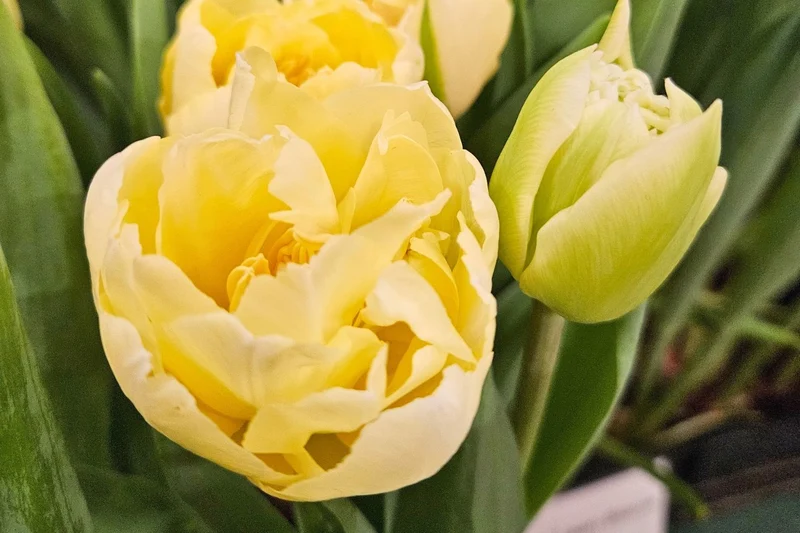 Tulipa 'Verona' (Pfingstrosen-Tulpe)