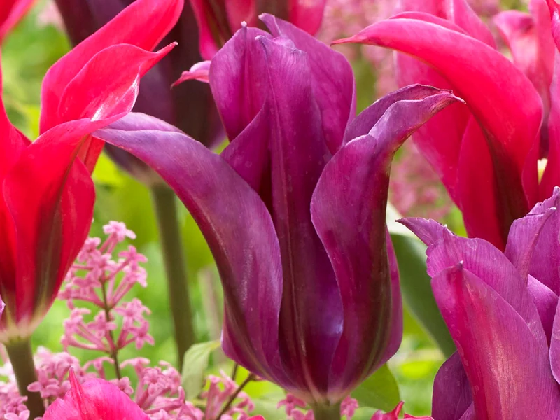 Tulipa 'Purple Doll' (Lilienblütige Tulpe)