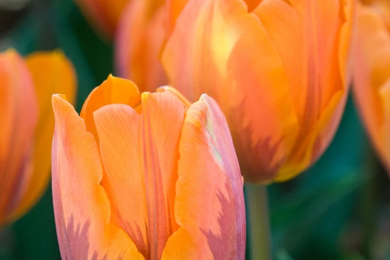 Tulipa 'Prinses Irene' (Triumph-Tulpe)