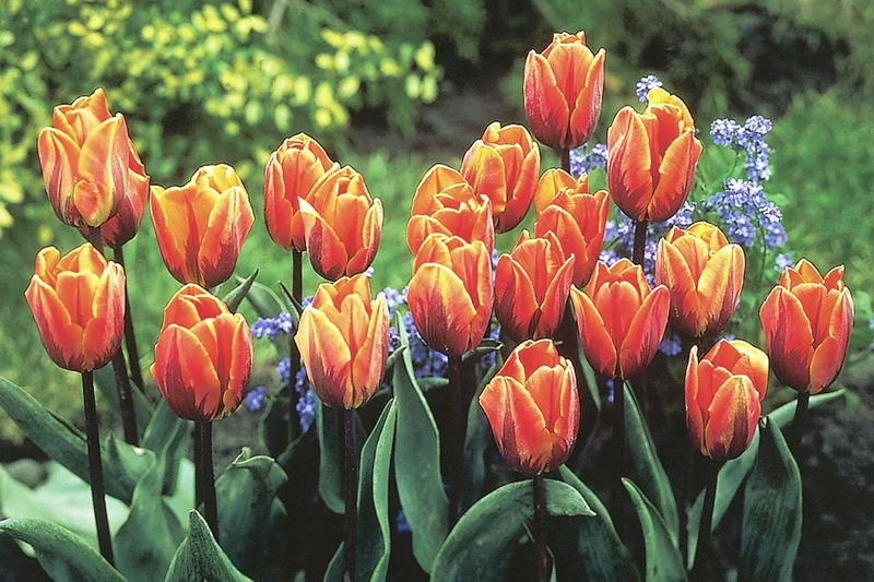 Tulipa 'Prinses Irene' (Triumph-Tulpe)