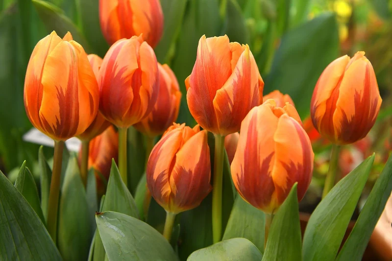 Tulipa 'Prinses Irene' (Triumph-Tulpe)