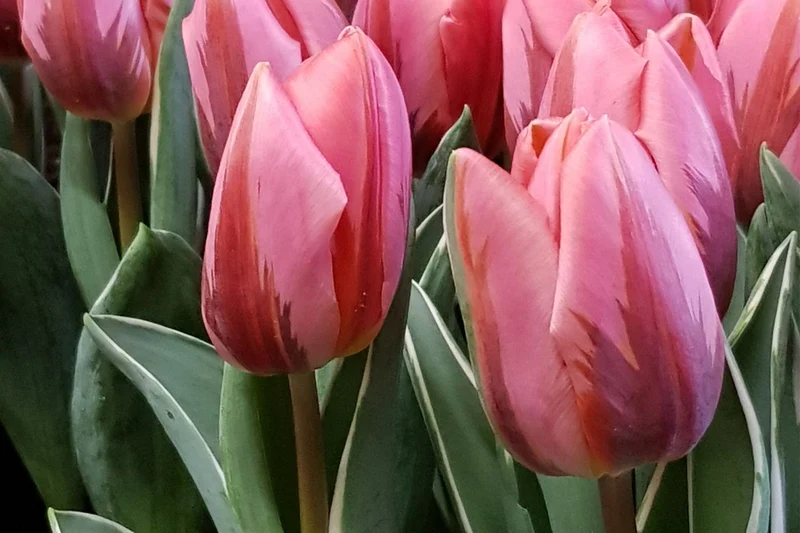 Tulipa 'Pretty Princess' (Triumph-Tulpe)