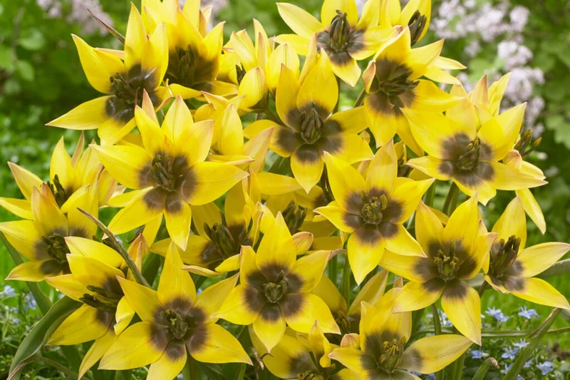 Tulipa 'Lucca' (Wild-Tulpe)