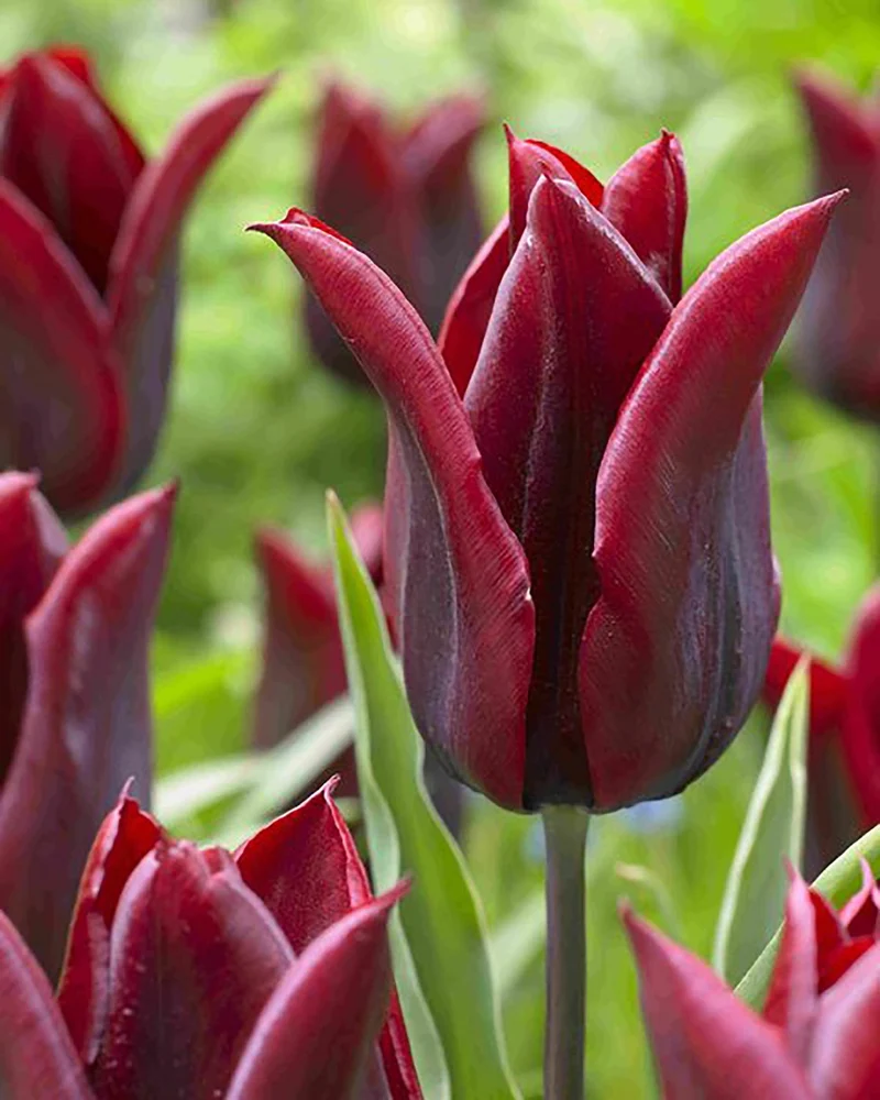 Tulipa 'Lasting Love' (Garten-Tulpe)