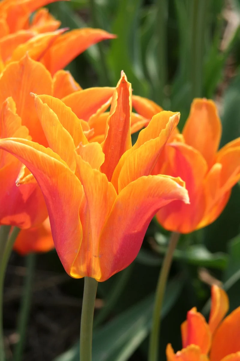 Tulipa 'Ballerina' (Lilienblütige Tulpe 'Ballerina')