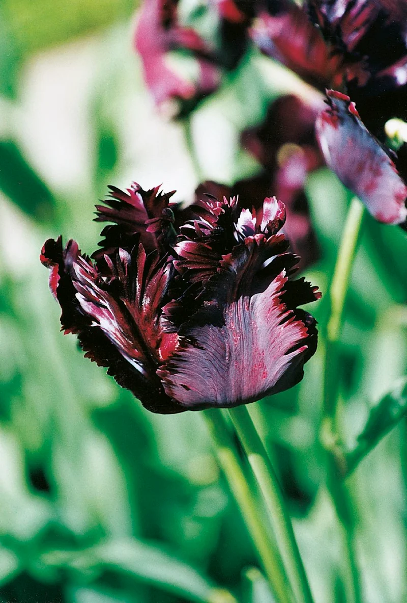 Tulipa 'Black Parrot' (Papageientulpe)