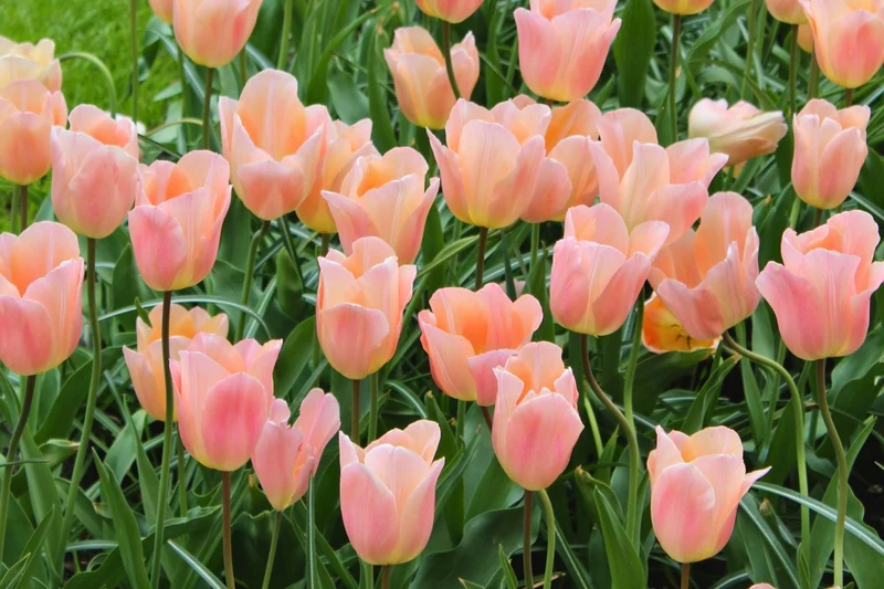 Tulipa 'Apricot Beauty' (Einfache frühe Tulpe)