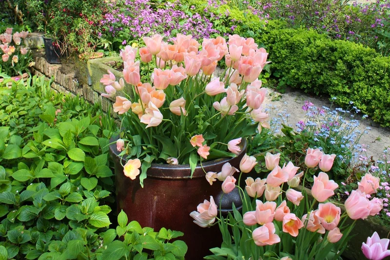 Tulipa 'Apricot Beauty' (Einfache frühe Tulpe)