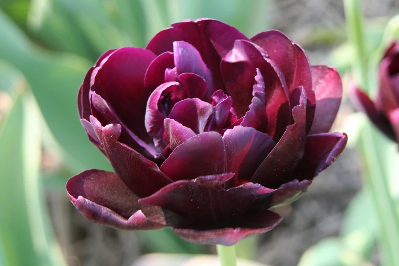 Tulipa 'Alison Bradley' (Gefüllte Tulpe)