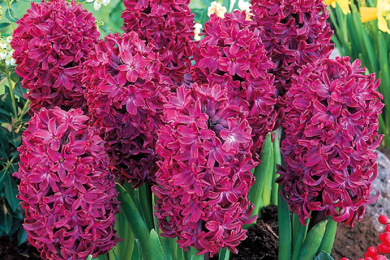 Hyacinthus 'Woodstock' (Hyazinthe)