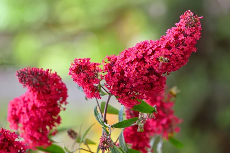 Buddleja davidii 'Prince Charming' ® (Zwerg-Sommerflieder)