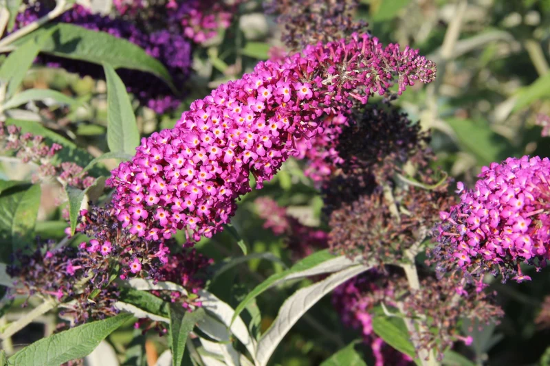 Buddleja davidii 'Magenta Munchkin' ® (Sommerflieder)