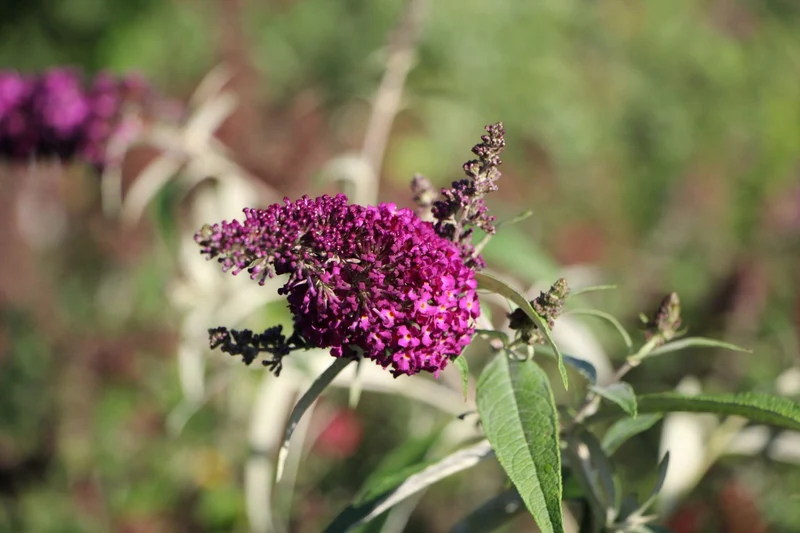 Buddleja davidii 'Magenta Munchkin' ® (Sommerflieder)