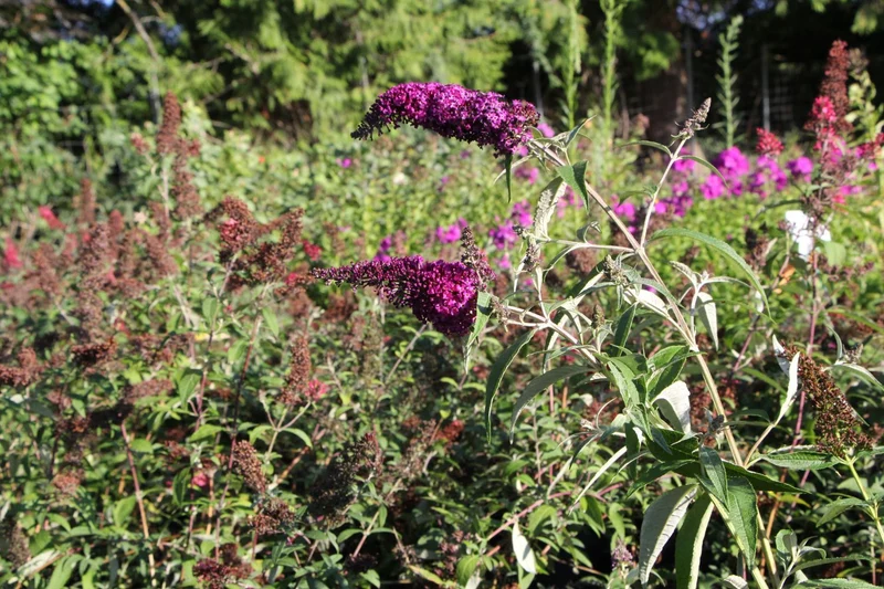 Buddleja davidii 'Magenta Munchkin' ® (Sommerflieder)