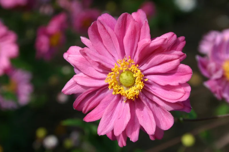 Anemone x japonica 'Pamina' (Herbstanemone)